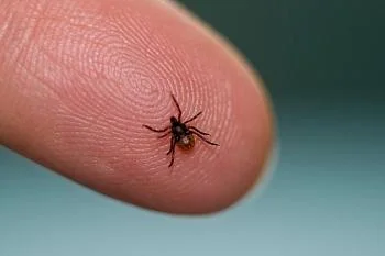 Памятка в случае укуса клещом